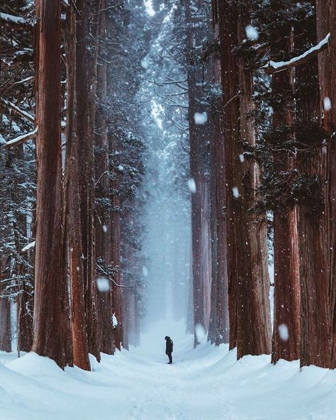 Forest Wallpaper Iphone, Forest Sketch, Johanna Basford Enchanted Forest, Forest Tattoos, Zero Wallpaper, Snow Forest, Japan Photography, Snow Covered Trees, Forest Background