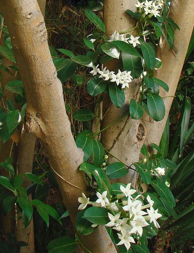 Stephanotis floribunda - Madagascar Jasmine by mondomuse, via Flickr Madagascar Jasmine, Jasmine Vine, Jasmine Plant, Fragrant Plant, Flower Guide, Moon Garden, Tropical Garden, Outdoor Plants, Dream Garden