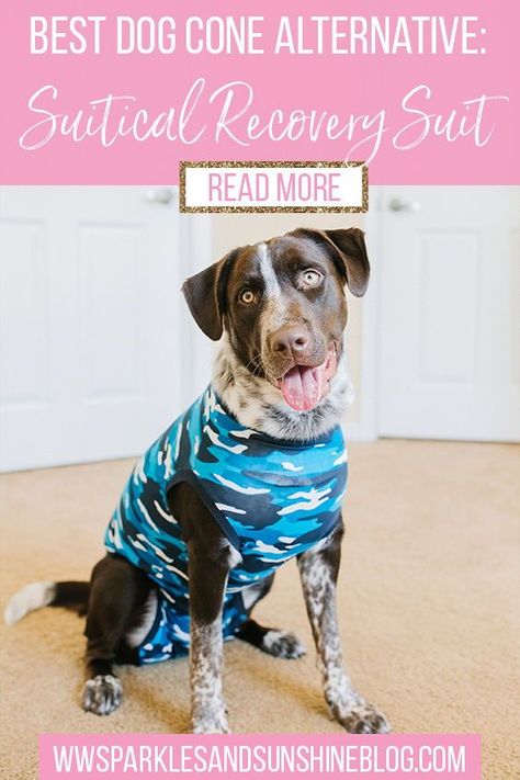 After Neuter Care Dogs, Neutering Dog Recovery, Dog Spay Recovery Tips, Dog Surgery Recovery Tips, Dog Neuter Recovery Shirt Diy, Neutered Dog Recovery Tips, Dog Recovery Suit Diy, Spayed Dog Recovery, Dog Surgery Shirt Diy