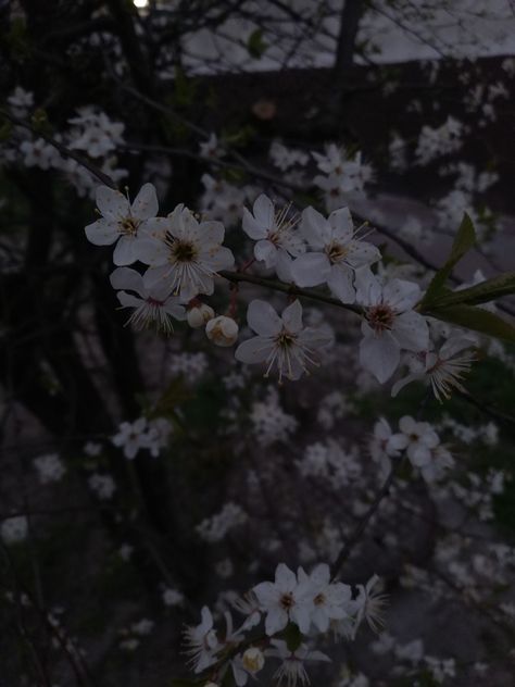 Dark Flowers Aesthetic, Dark Flower Aesthetic, Dark Moody Aesthetic, Dark Plant, Flowers Dark Background, Dark Spring, Aesthetic Covers, Painting Scenery, Flowers Dark