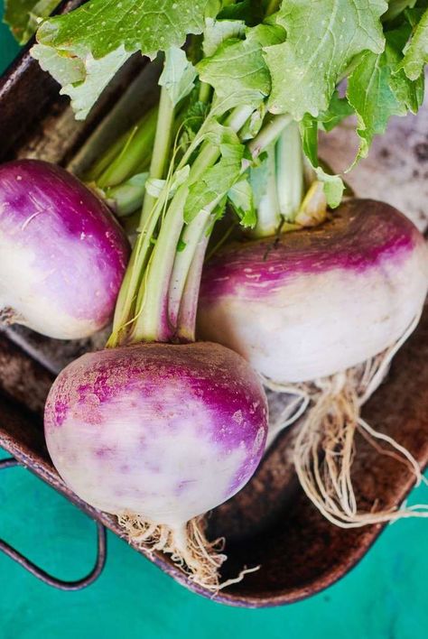 Not sure about turnips? Learn all about turnip nutrition benefits, how to cook with turnips, how long turnips stay good for, and turnip recipes. #turnips #turniprecipie #howtocook Turnip Salad Recipes, Lolly Willowes, Drawtober 2023, Grow Turnips, Halfling Druid, Growing Turnips, How To Cook Turnips, Turnip Salad, Massive Garden