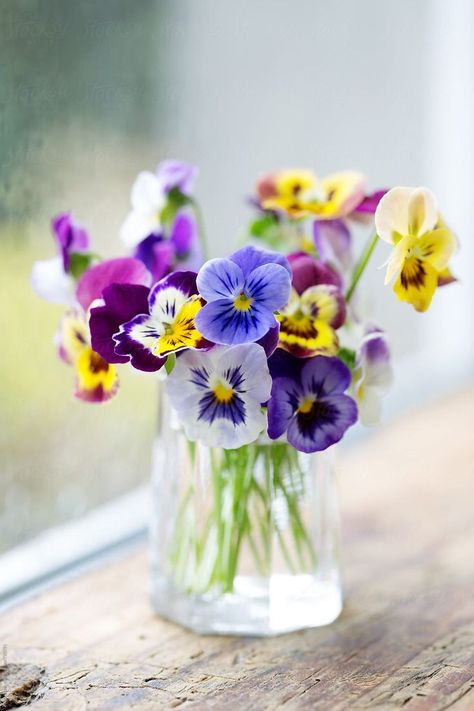 Vase of pansies on a window sill by Ruth Black for Stocksy United Yellow Pansies, Pansies Flowers, Beautiful Flower Arrangements, Deco Floral, Arte Floral, Beautiful Blooms, Flower Photos, Ikebana, Window Sill