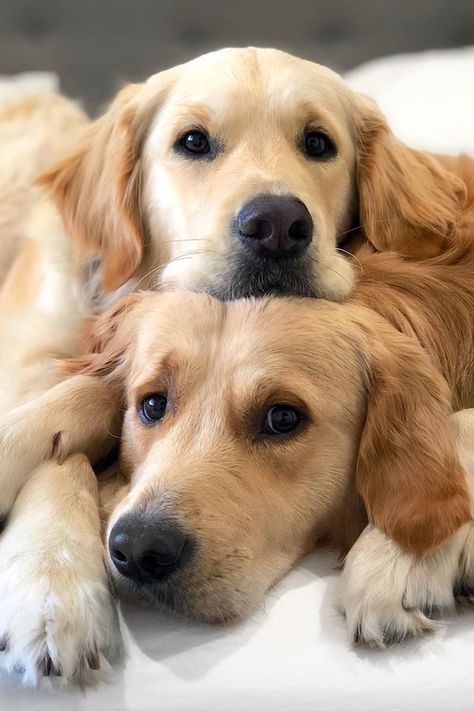 These 2 Golden Retrievers May Be Named After Star Wars Villains, but They Cuddle Like Good Boys Perros Golden Retriever, Regnul Animal, Golden Retriever Puppies, 골든 리트리버, Retriever Puppies, Labrador Retrievers, Golden Retriever Puppy, Retriever Puppy