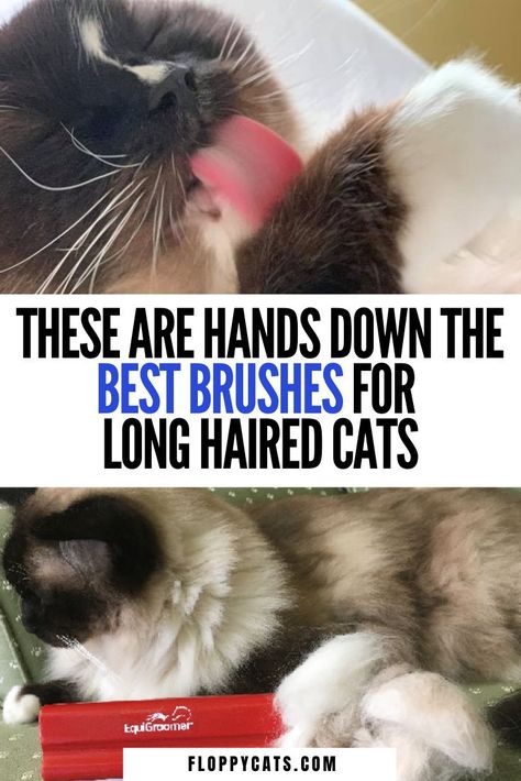 Cat Grooming Styles Long Hair, Cat Grooming Tips, Cat Grooming Styles, Cats Ragdoll, Cat 2023, Long Haired Kittens, Mainecoon Cat, Cat Groomer, Cute Cat Names