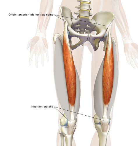 Rectus Femoris, Leg Anatomy, Quad Muscles, Anatomy Images, Yoga Anatomy, Muscle Anatomy, Anatomy For Artists, Yoga Health, Hip Flexor