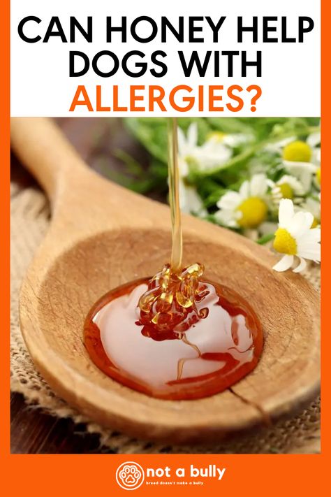 Yes, honey is safe for dogs to eat in small amounts. The exact amount will depend on the individual dog but it’s a good idea to talk to your veterinarian before you start feeding your pup honey. Since it’s a high-calorie sweet treat, honey should be avoided in dogs that are overweight or diabetic.That’s the quick answer, but let’s take a closer look at what’s going on with honey and canines. Honey For Allergies, Honey Facts, Dogs With Allergies, Allergy Shots, Best Honey, Local Honey, Seasonal Allergies, Dog Allergies, Can Dogs Eat