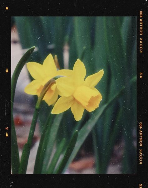 vintage film | retro vibe | nature | spring aesthetic | daffodil flowers Vibe Nature, Daffodil Flowers, Nature Spring, Yellow Daffodils, Daffodil Flower, Birthday Inspo, Spring Aesthetic, Vintage Film, Retro Vibe