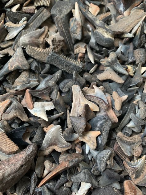 "Assortment of shark teeth and other Miocene fossils, 20 in total. Shark teeth found on the east coast of Virginia that date back to 5 to 20+ million years old. Teeth range from around  1\" or less and differ in size, quality, and completeness along with other fossils such as sting ray teeth, mammal bone, croc teeth, and more. Perfect for a collection or gift! Can do custom orders for specific fossils and shark teeth. Maximum order of 2 bags per person please. (Stock photos, not what you'll specifically get)" Horror Makeup, Gender Envy, Shark Teeth, Sharks, The East, East Coast, Mammals, Custom Orders, Fossil