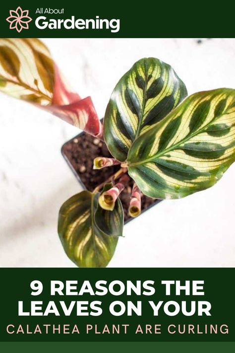 Types Of Houseplants, Calathea Plant, Prayer Plant, Diy House Projects, House Plants Indoor, Grow Strong, Foliage Plants, Natural Phenomena, What You Can Do