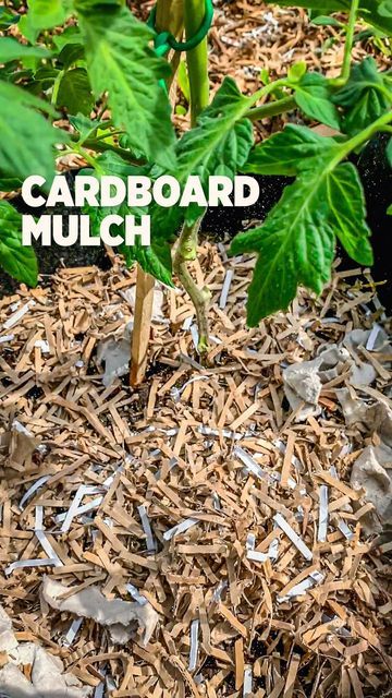 Char + Marv | Urban Garden on Instagram: "Shred those cardboards for free recycled mulch Mulching helps prevent moisture loss from soil and plant. Also suppress weed growth. It’s a win a win to use cardboard brown paper as mulch. . . . . . . . . #ınstagood #instadaily #ideas #instagarden #gardening #garden #tips #learning #gardening101 #recycling #mulch #plants #igtips" Mulch Plants, Gardening 101, Shredded Paper, Home Vegetable Garden, Garden Tips, Garden Boxes, Urban Farming, Brown Paper, Mulch