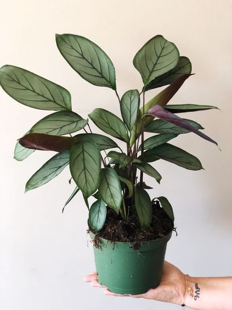 Calathea setosa ‘grey star’ Ctenanthe Setosa, Plants Pet Friendly, Live House Plants, Live House, Orchid Bark, Prayer Plant, Inside Plants, Distilled Water, Large Plants