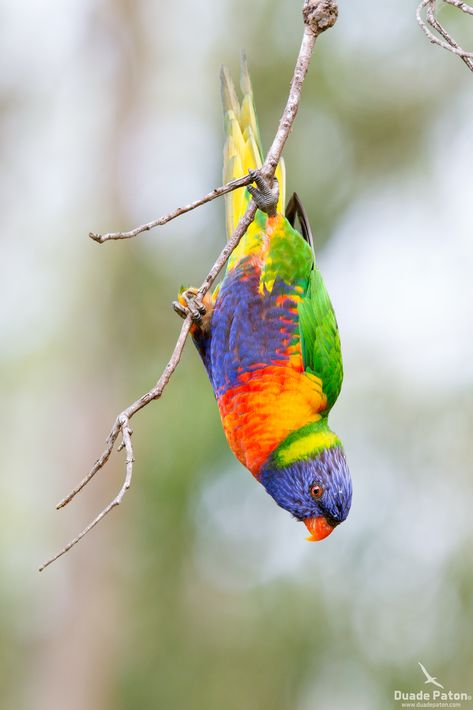 Rainbow Lorikeet Painting, Rainbow Lorikeet Tattoo, Lorikeet Tattoo, Birds Parrots, Rainbow Lorikeet, Teacher Art, Australian Flora, Bird Wings, Australian Birds