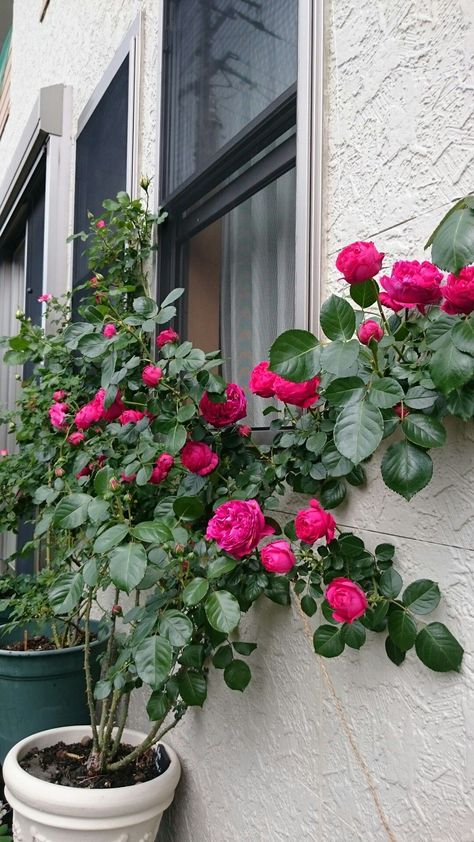 climbing roses
 in pots Climbing Roses In Pots, Roses In Pots, Patio Chico, Front Door Landscaping, Container Roses, Rose Garden Design, Gardens Of Babylon, Balcony Flowers, Garden Vases