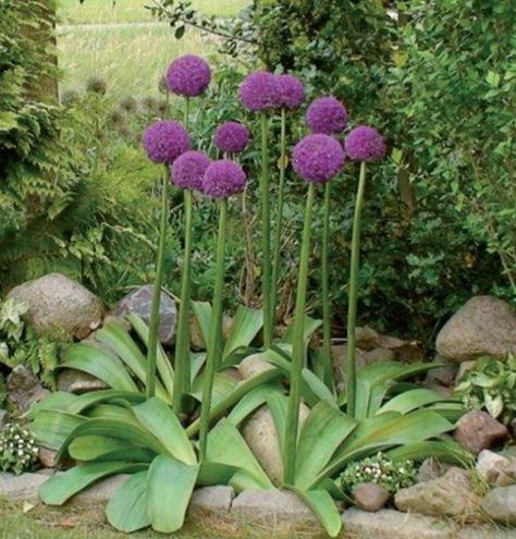 Allium Ambassador, Giant Allium, Purple Border, Garden Bulbs, Hardy Perennials, Flower Display, Perennial Plants, Outdoor Ideas, Garden Flowers