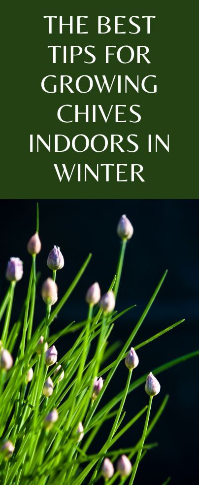 Thinking of growing chives indoors in winter? These are the best tricks and tips for growing this fairly hardy plant. Click to find out. Herbs have a double task. They are there as a decoration that adorns your home, but they are also useful in the kitchen. One of the most popular and at the same time easy to grow is chives. It‘s an excellent choice for both beginners and excellent gardeners with many years of experience. Growing Chives Indoors, Growing Chives, Chives Plant, Indoor Herb, Garden Herbs, Growing Garlic, Garlic Chives, Container Gardening Flowers, Gardening Flowers