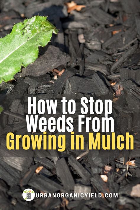 Mulch Substitute Ideas, How To Keep Mulch In Place, Mulch Border Ideas, Mulch Glue For Mulch, How To Lay Mulch Down, Black Mulch Landscaping Ideas Front Yard, Mulch Around Pool, Dark Mulch Landscaping, Brown Mulch Landscaping