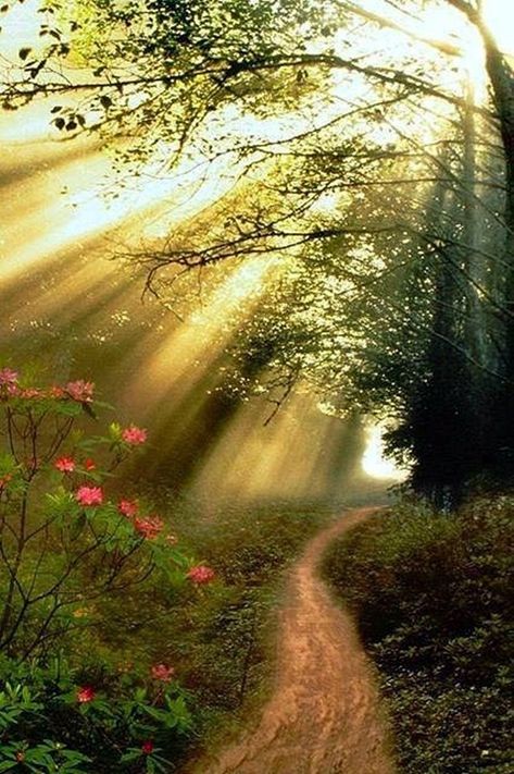 Light Forest, Morning Scripture, Lush Lawn, A Walk In The Woods, Ray Of Light, Rays Of Light, Green Fairy, Forest Photos, Garden Services