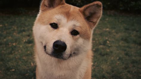 Akita Inu Dog, White Siberian Husky, A Dog's Tale, Japanese Akita, Akita Puppies, Brown Puppies, Pet Boarding, Basic Training, Akita Inu