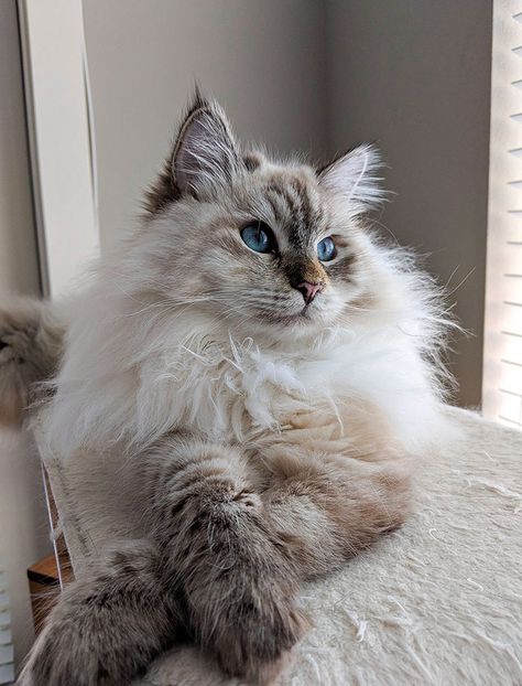 124 Animals Posing For The Camera Like Pros (New Pics) | Bored Panda Koci Humor, Söt Katt, Gorgeous Cats, Most Beautiful Cat Breeds, Fluffy Cat, Ragdoll Cat, Cat Aesthetic, Cute Cats And Kittens, Beautiful Cat