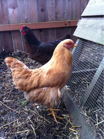 Our Buff Chantecler laid her 1st egg today 7 months old and a sweet happy hen. If you get a chance, try this Canadian breed. Hen Breeds, Chicken Pics, Chicken Lady, Chickens And Roosters, Chicken Breeds, Hens And Chicks, 7 Months, 1 Egg, Farm Life