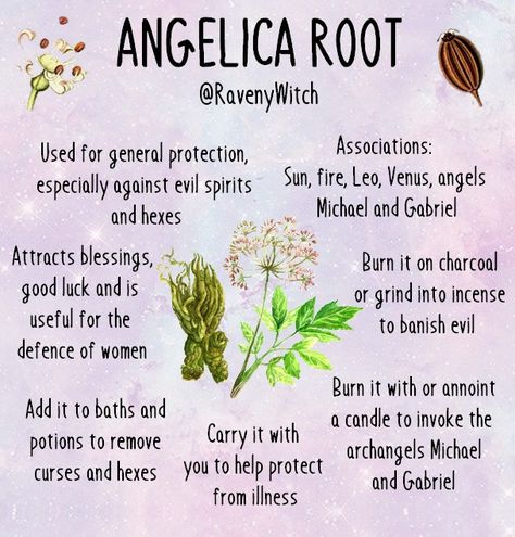 Alfalfa Magical Properties, Angelica Root Witchcraft, Jezebel Root Magical Properties, Grimoire Topics, Hogweed Plant, Herb Properties, Angelica Herb, Hoodoo Herbs And Roots, Root Work Hoodoo