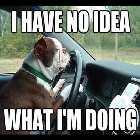 Top 31 Car Memes You Will Want To Share | National Kidney Foundation Funny Driving Quotes, Funny Driving, Driving Memes, Driving Humor, Hilarious Images, Dog Driving, Driving Quotes, Memes Dog, Car Jokes