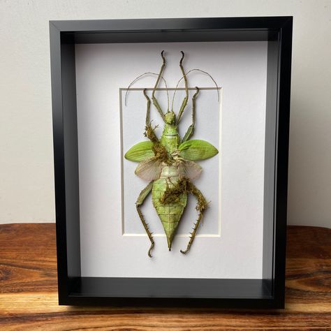 https://wishboneoddity.com/products/miss-covered-walking-stick-insect Butterfly Shadow Boxes, Entomology Display, Butterfly Shadow, Entomology Art, Unique Frames, Framed Insect, Insect Taxidermy, Bug Collection, Starter Home