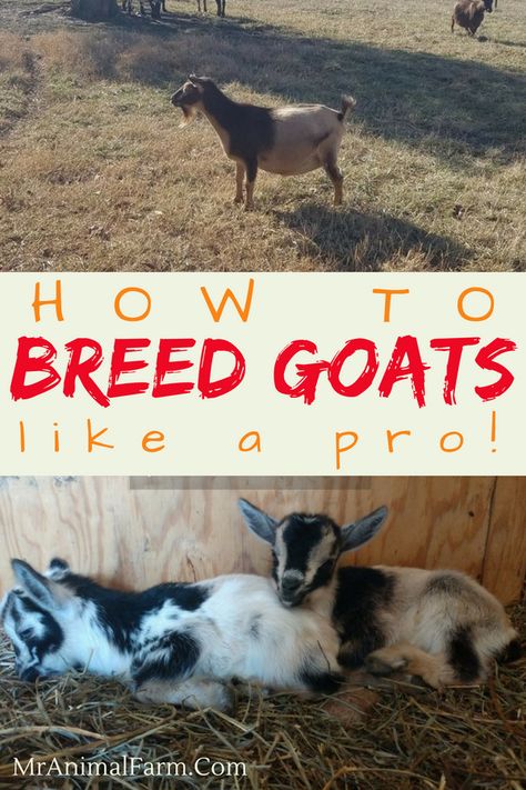 Homestead Livestock, Breeding Goats, Types Of Goats, Goat Health, Keeping Goats, Homestead Lifestyle, Goat Milking, Hobby Farming, Goat House