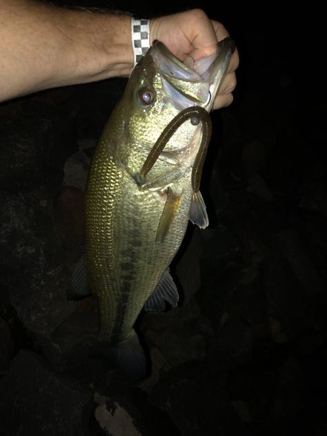 Night Bass Fishing Baits & Tricks. Use these methods to help you catch more bass at night. Night Fishing Hacks, Bass Fishing Girl, Bass Fishing Pictures, Fishing Tricks, Bass Fishing Boats, Fishing Boats For Sale, Diy Fishing, Catfish Fishing, Fishing Jig