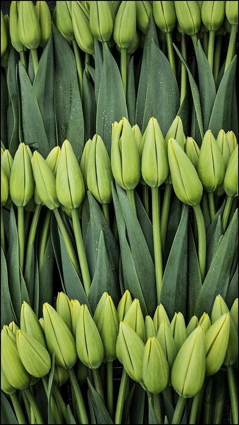 Lovely green tulips before they open. Photo by Michael Schreiner, Verde Smeraldo, Green Inspiration, Simple Green, Spring Green, Color Of The Year, Color Of Life, Green Aesthetic, Green Flowers, Go Green