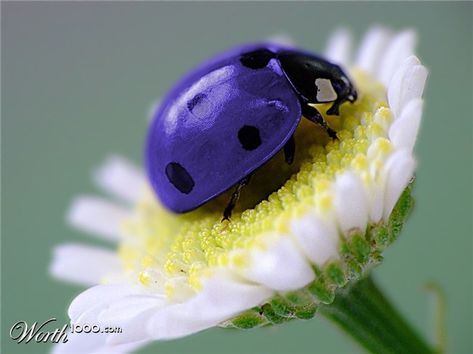 The Blues Purple Ladybug, Blue Ladybug, Lady Beetle, Purple Lady, Cool Bugs, Lady Bugs, Beautiful Bugs, Lady Bird, All Things Purple