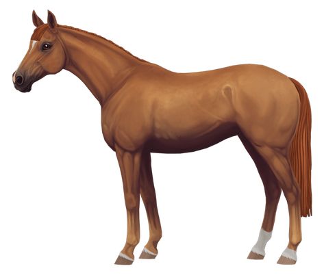 Star Stable Horse Breeds, Stable Outfit, English Thoroughbred, Star Stable Online, Star Stable Horses, Sensitive Soul, Horse Animation, Dutch Warmblood, Horse Star