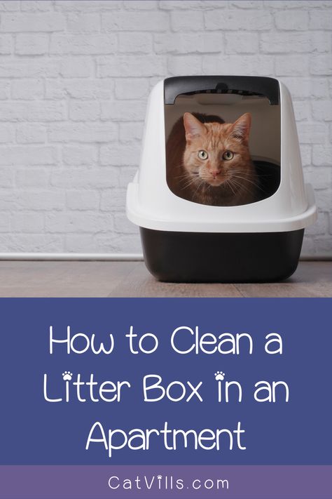 Want to know how to clean a litter box in an apartment? Don't worry, it's not much harder than cleaning it in a big house! Read on for our guide! Dog Proof Litter Box Ideas, Cat Litter Smell, Cat Liter, Litter Box Smell, Diy Litter Box, Best Litter Box, Enclosure Ideas, Cleaning Litter Box, Pet Organization