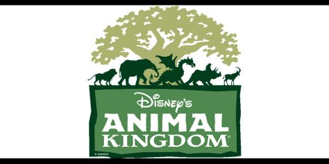 Wdw Prep School, Disney Animal Kingdom, Disney Secrets, Disney Animals, Disney Facts, Disney World Planning, Vacation Planner, Disney Planning, All I Ever Wanted