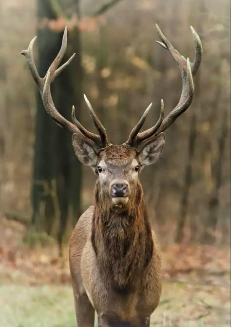 Cervus elaphus, the fourth largest deer species, inhabits most of Europe and parts of the Middle East and western Asia. Elk Horns, Whitetail Deer Pictures, Moose Pictures, Red Deer Stag, Canadian Animals, Deer Wallpaper, Big Deer, Deer Species, Deer Photos