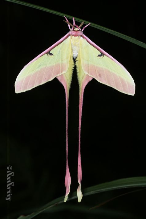 Pink Silk Moth, Pretty Moths, Pretty Bugs, Weird Nature, Butterfly Place, Pink Moth, Simpul Pita, Moth Species, Cute Moth