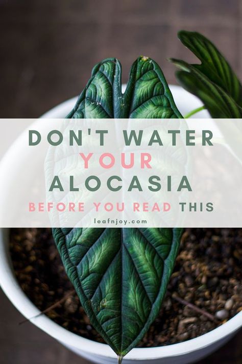 Alocasia Polly Plant Care, Alocasia Frydek Care, How To Care For Alocasia Plant, Alocasia Plant Care Indoor, Alocasia Polly Care, Tropical House Plants Indoor, Exotic Plants Indoor, Alocasia Plant Care, Alocasia Melo