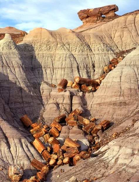 Petrified Forest National Park, Petrified Forest, Desert Painting, Best Hikes, Petrified Wood, Natural Phenomena, In The Desert, The Desert, Amazing Nature