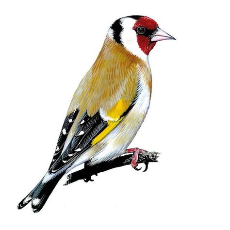 Mark Hulme on Instagram: "'European Goldfinch' Acrylics on paper. · #europeangoldfinch #goldfinch #putter #cardueliscarduelis #finch #gardenbirds #birds #wildlife #wildlifeart #art #artist" Goldfinch Art, Finch Bird, Finch Painting, Wild Birds Photography, Finches Bird, Nature Camping, Garden Mural, Bird Cage Decor, Colored Pencil Techniques