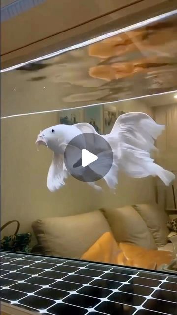 Exotic Fish, Koi Pond, Koi Fish, Goldfish, Fish Tank, Koi, Fish, Instagram