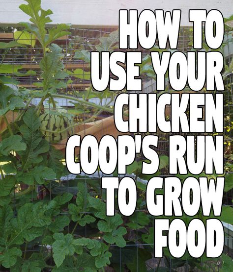 Anything Green, Chicken Coop Blueprints, Cheap Chicken Coops, Urban Chicken Farming, Vining Plants, How To Grow Watermelon, Portable Chicken Coop, Chicken Coop Signs, Chicken Owner