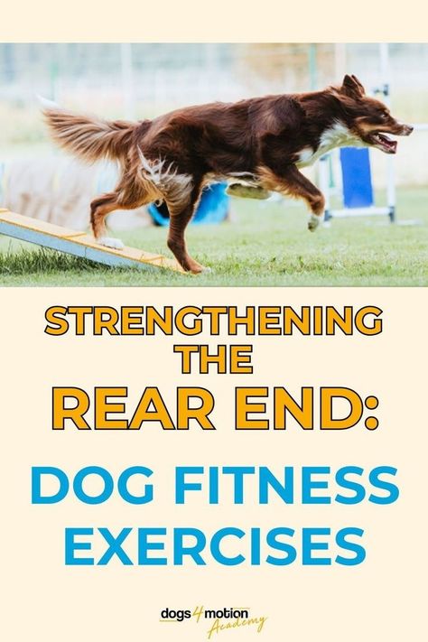 The dog's rear end acts like the engine, responsible for pushing the body forward in dog sports performances such as agility, flyball, obedience, frisbee, and canicross, as well as in daily dog activities. Learn more about how to improve the strength in your dog’s rear end musculature, boost his acceleration abilities and takeoff power, and provide great support for your dog's physical health. Great exercises for active dogs, puppies, sporting dogs, senior dogs & dogs recovering from injuries. Agility Dog Training, Canine Fitness, Dog Sitting Business, Dog Fitness, I Dog, Jamaican Men, Active Dogs, Agility Training For Dogs, Puppy Time