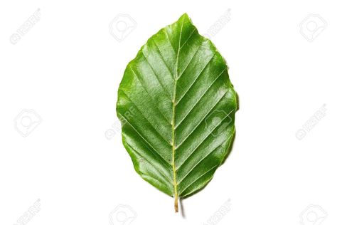 Beech Leaf, Fagus Sylvatica, Iphone Home Screen Layout, Screen Layout, Plant Leaves, Tattoo Ideas, Layout, The Incredibles, Screen