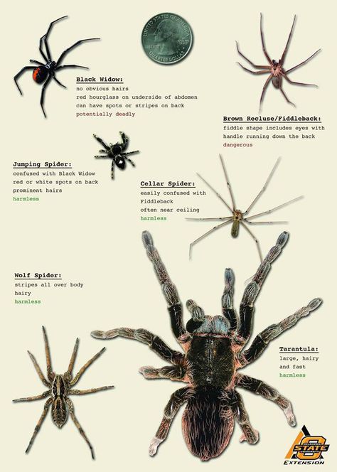 Oklahoma State University's Division of Agricultural Sciences and Natural Resources wants Oklahomans to be able to identify spiders so humans and spiders can live together peacefully. Spider Identification Chart, Black House Spider, Spider Identification, Dangerous Spiders, Insect Identification, Types Of Spiders, Spider Species, Get Rid Of Spiders, House Spider