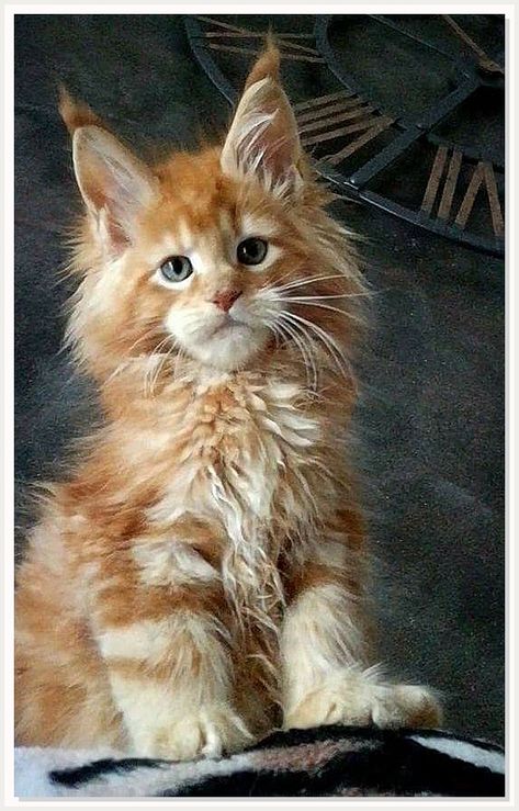 Cat Treat Recipes - Healthy Homemade Snacks for Your Cat Popular Cat Breeds, Söt Katt, Kitten Pictures, Cute Cats And Kittens, Maine Coon, Pretty Cats, Crazy Cat Lady, Beautiful Cats, 귀여운 동물