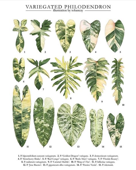 Variegated Tropical Plant Illustration and graphics Indoor Tropical Plants Houseplant, Philodendron Plant Varieties, Plant Leaf Identification, Rare House Plants, Leaf Identification, Variegated Philodendron, Tanaman Indoor, Tanaman Pot, نباتات منزلية