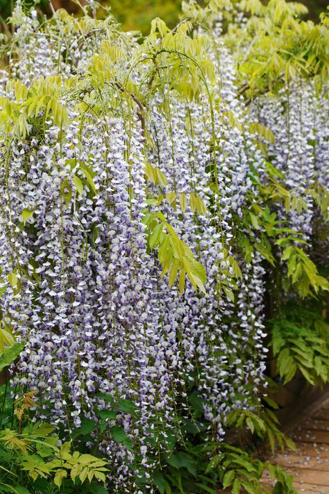 Wisteria Pruning, Wisteria How To Grow, Chinese Wisteria, Prune Fruit, Espalier Fruit Trees, Purple Wisteria, Living Fence, Pot Designs, Climbing Plants