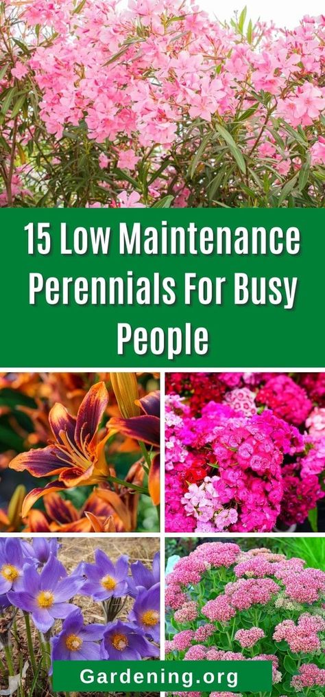 Choosing the right low-maintenance perennials will make a stunning flower garden or landscape easy to enjoy. Busy people love these options! Easy Maintenance Flower Beds, Best Perrenials For Flower Bed, Early Blooming Perennials, Perinnals Flower Beds, Perennial Greenery, Perineal Landscaping Ideas, Michigan Landscaping Ideas, Easy Flower Garden Ideas, Perineal Flowers