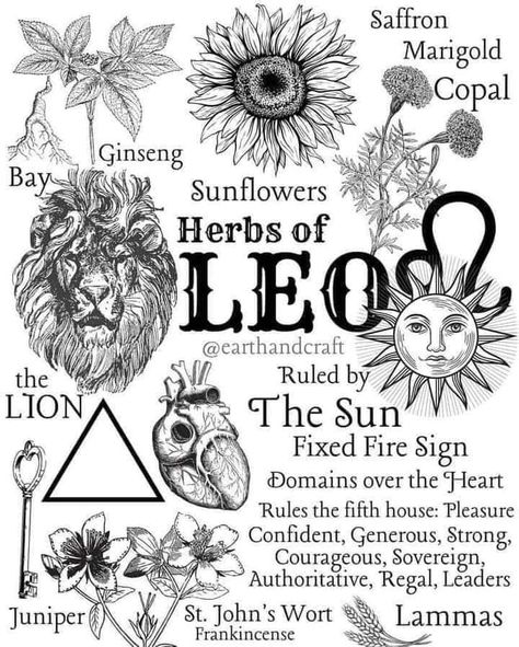 Herbs Of Leo, Leo Herbs, Zodiac Herbs, Astro Herbalism, Acab Tattoo, Earth Craft, Magic Herbs, Magical Herbs, Magical Life