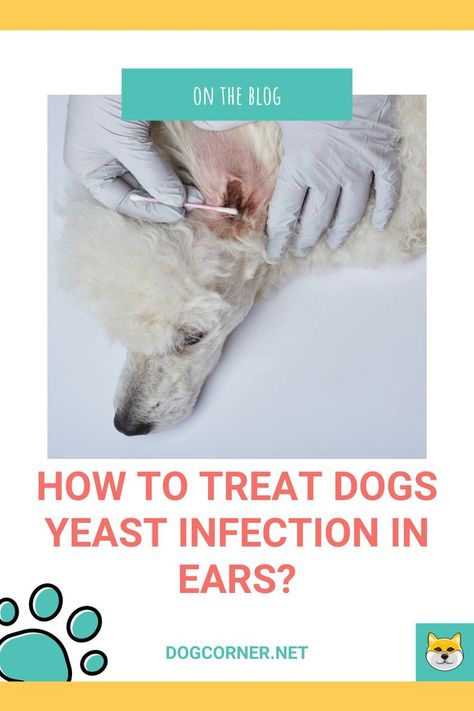 How to Treat Dogs Yeast Infection In Ears? Is your dog rubbing ears too often? Or tilting head in a way it has never done before? Then this may be due to the yeast infection in the dog's ears. Dog's ear infections are very common because, according to stats, yeast infection in dogs comes in the third spot in dogs' top 5 medical conditions. Yeast In Dogs Ears, Yeast Infection In Dogs, Yeast In Dogs, Dogs Ears, Pets Stuff, Essential Oils Dogs, Itchy Ears, Dogs Ears Infection, Kennel Ideas